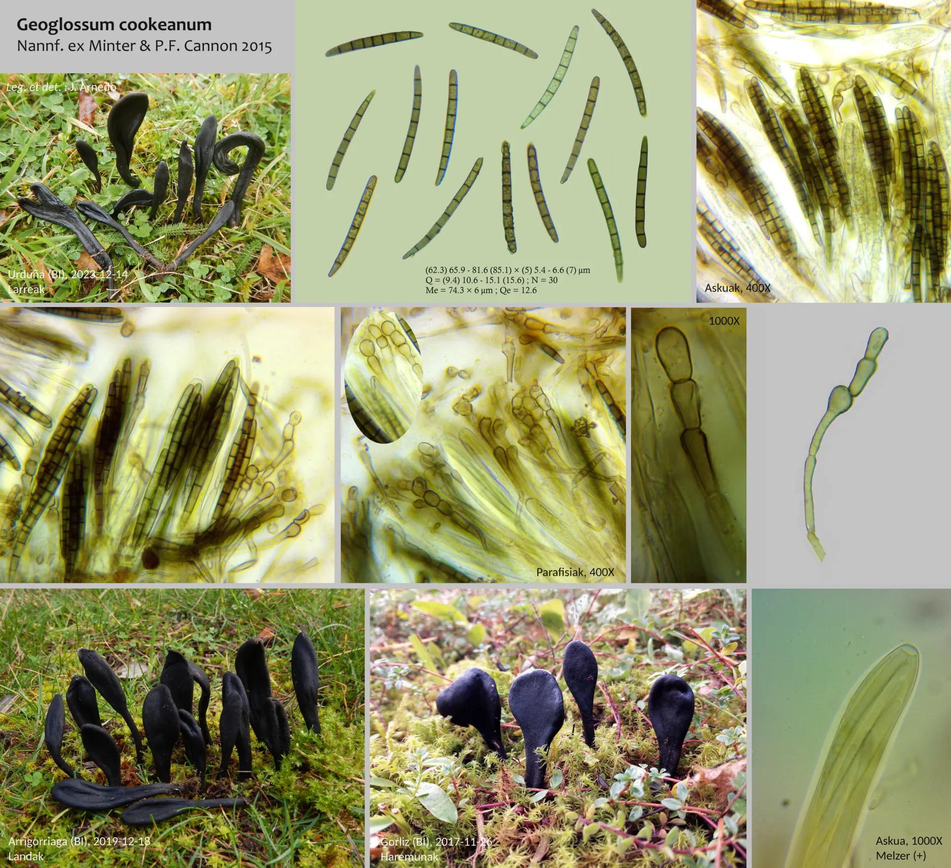 Microscopía de Geoglossum cookeianum - Geoglossum cookeanum
